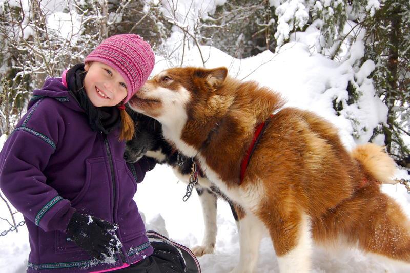 Cute sled dog licking child in the snow