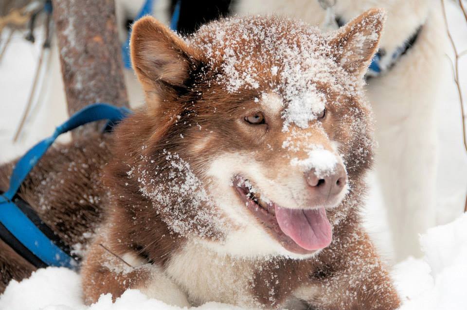 Cute brown dog in snow with blue harness