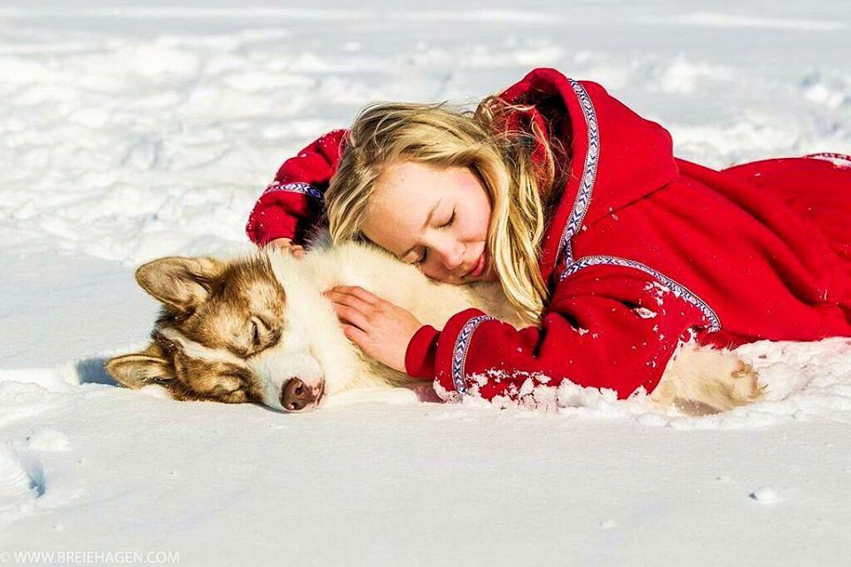 Woman laying on sled dog in the snow