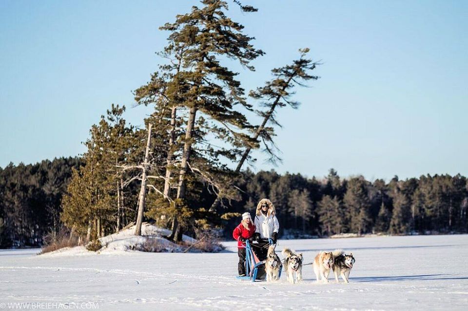 Couple sledding with four dogs on frozen lake