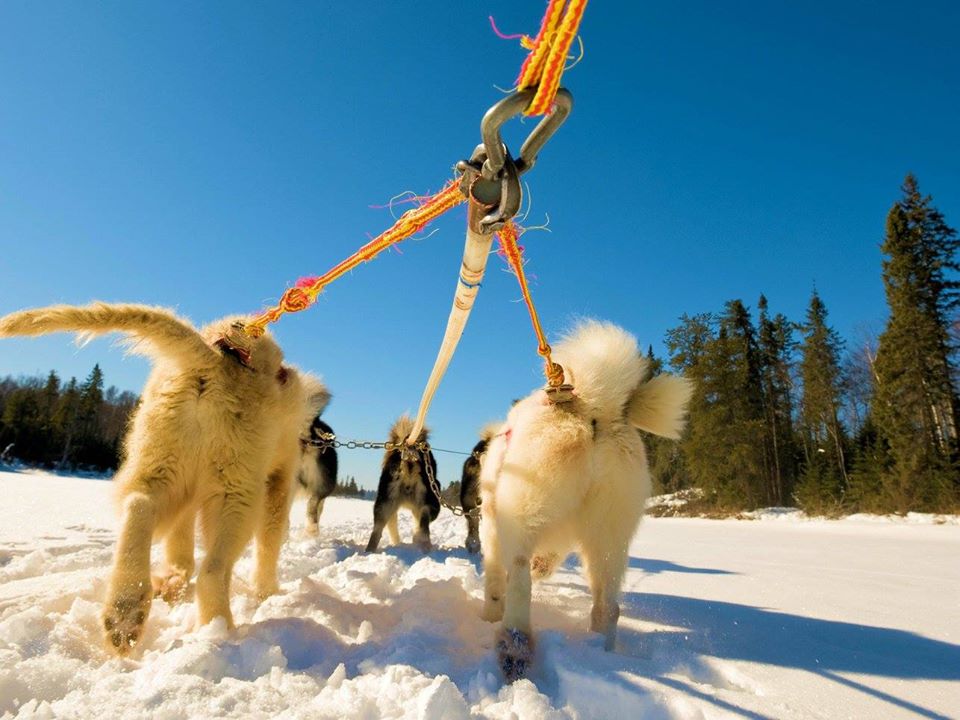 View of dogs backs as they pull the harness for the sled