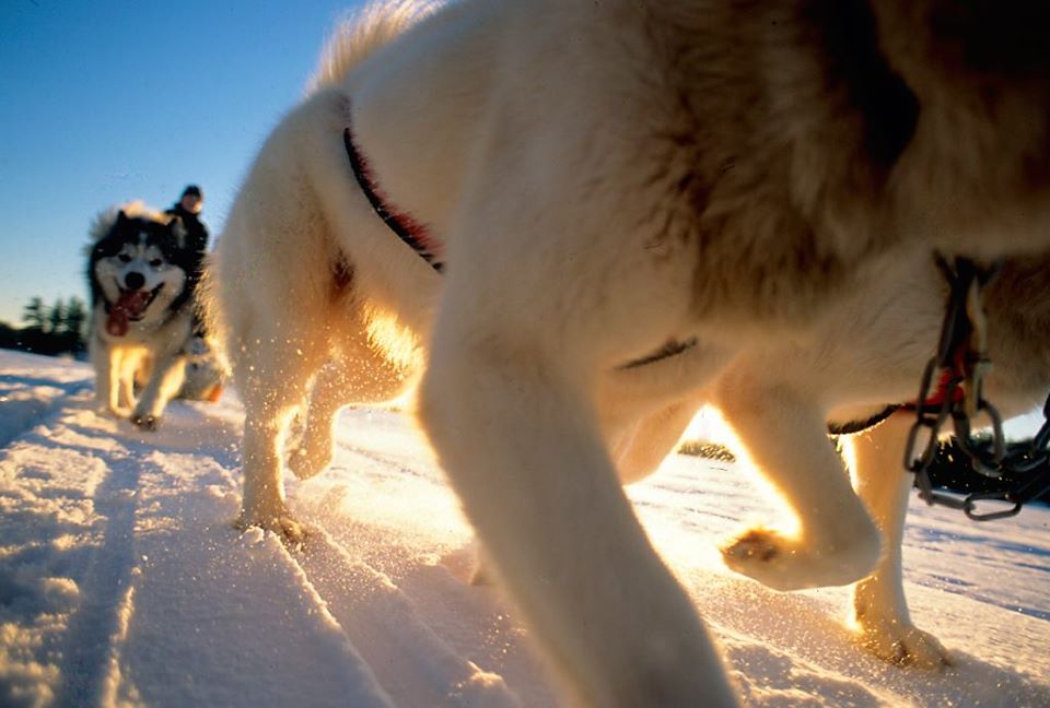 View of sunlight through a sled dogs legs as they race on