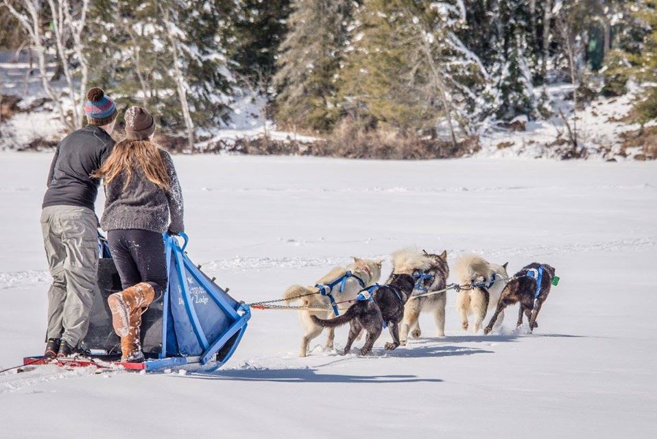Couple dogsledding off into the distance