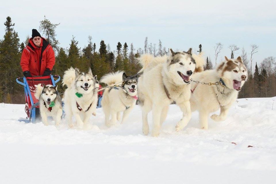 Man in red coat sleds with six white dogs
