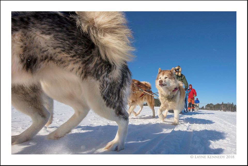 View of sled dogs legs as they pull sled