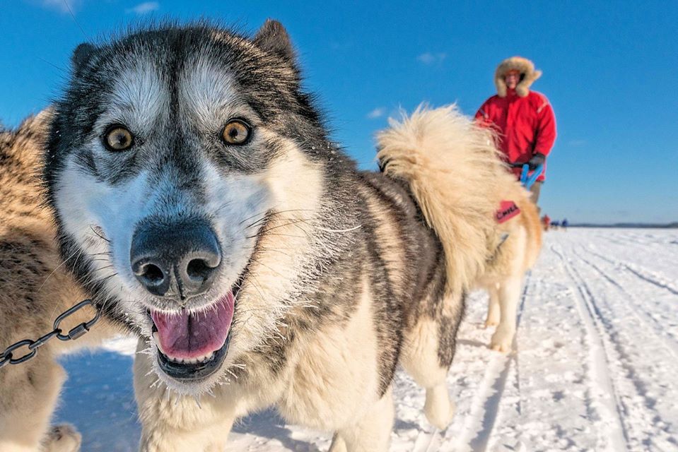 Happy sled dog smiles at the camera with handler in the background