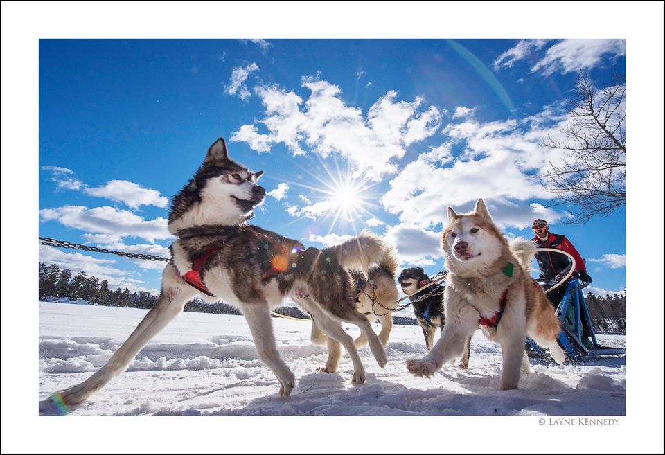 Sled dog trots forward while looking behind him at other dogs and handler on a clear sunny morning