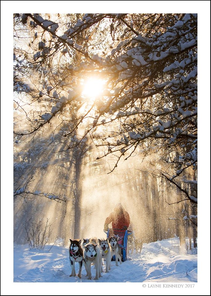 Sun streaming through trees on a snowy morning with dogsled and handler beneath