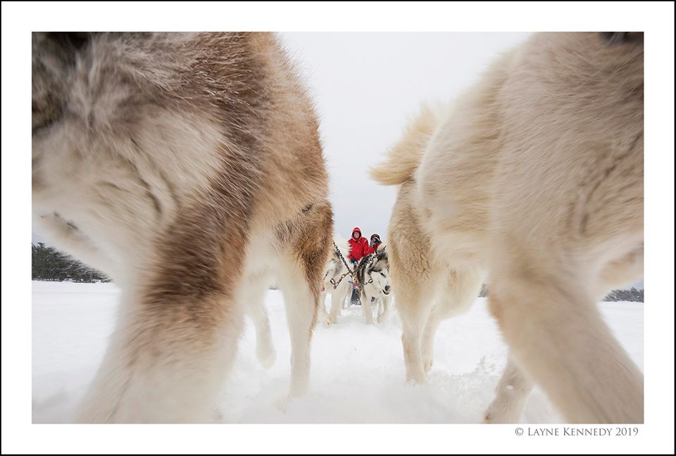 View between two sled dogs as they pull a sled behind them