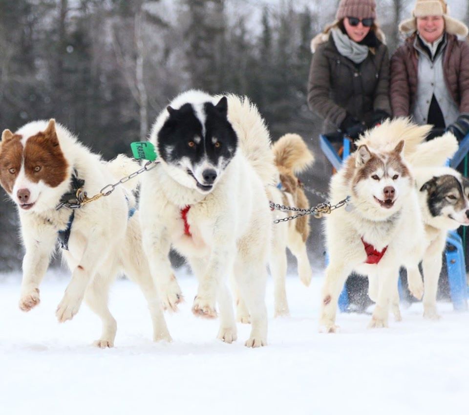 Dogs looking determined as they pull sled behind